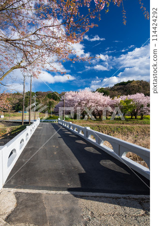 Cherry blossoms blooming in Uchiyama Village and Ashigara Village 114424292