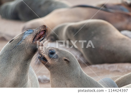 Two playful seals Two playful seals 114424397