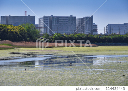 Yatsu tidal flat (Narashino City, Chiba Prefecture) 114424443