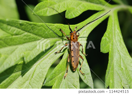 天然昆蟲 因前翅邊緣有四個黑點而得名。讓我想起了七鰓鰻 114424515