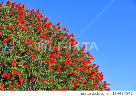 Callistemon speciosus in full bloom 114424541