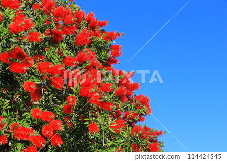 Callistemon speciosus in full bloom 114424545