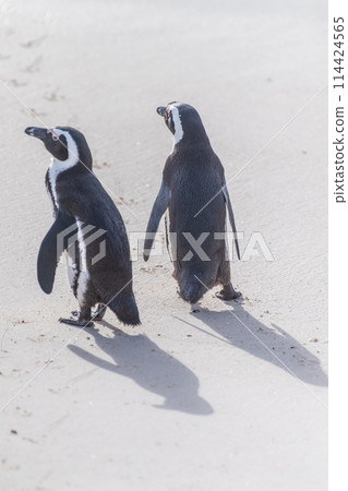 African Penguins at Boulders Beach 114424565