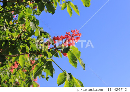 盛開的紅花七葉樹 盛開的紅花七葉樹 114424742