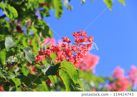 盛開的紅花七葉樹 114424743