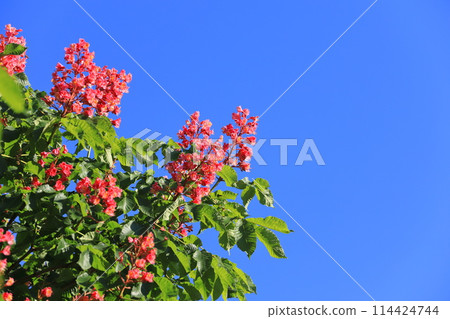 A safflower horse chestnut tree in full bloom 114424744