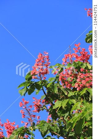 A safflower horse chestnut tree in full bloom 114424751
