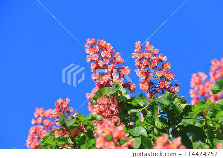 A safflower horse chestnut tree in full bloom 114424752