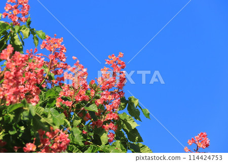 A safflower horse chestnut tree in full bloom 114424753