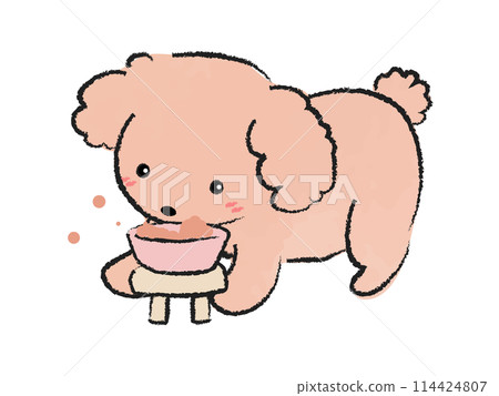 吃狗糧的玩具貴賓犬2 114424807