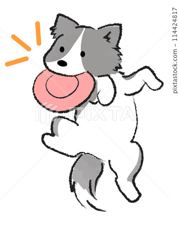 Dog catching a frisbee: Border collie Dog catching a frisbee: Border collie 114424817