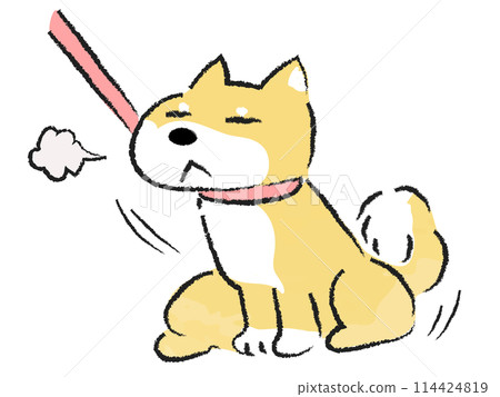 柴犬，一隻拒絕散步且一動不動的狗 114424819