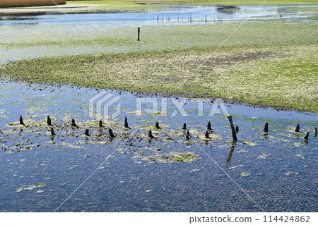 Yatsu潮灘（千葉縣習誌野市） 114424862