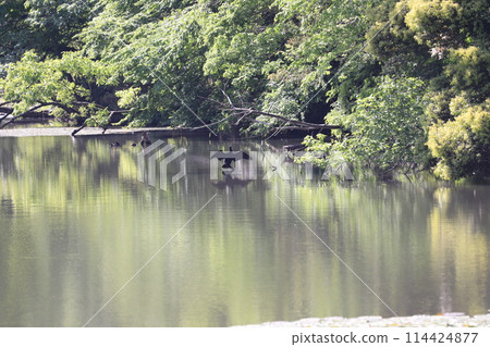 GW 昭和之森 GW 昭和之森 114424877