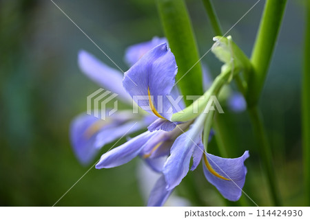 Japanese iris in early summer 114424930