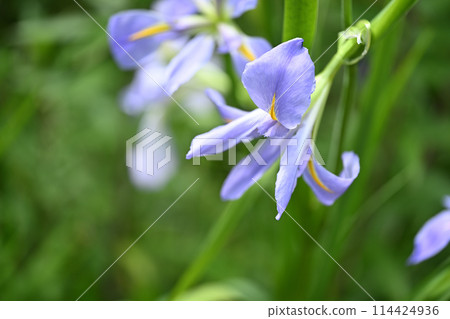 初夏鳶尾（花鳶尾） 114424936