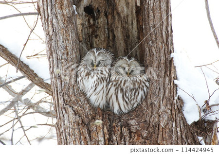 兩隻蝦夷貓頭鷹並排睡覺 兩隻蝦夷貓頭鷹並排睡覺 114424945