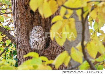 The Ezo owl is in the evening The Ezo owl is in the evening 114424947