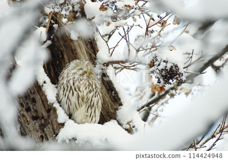 The Ezo owl is sleeping 114424948