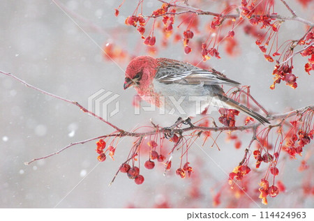 雄性銀山真子棲息在樹枝上 雄性銀山真子棲息在樹枝上 114424963