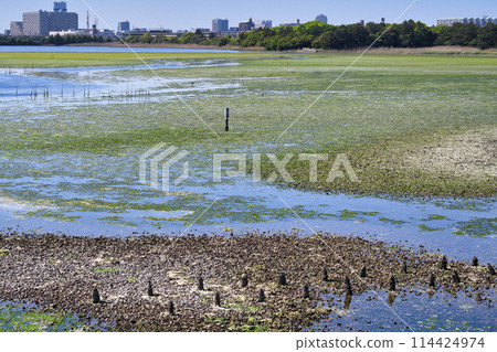 Yatsu tidal flat (Narashino City, Chiba Prefecture) 114424974