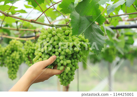 farmer hold young raw green grapes on wire in organic farm of grapes farmer hold young raw green grapes on wire in organic farm of grapes 114425001