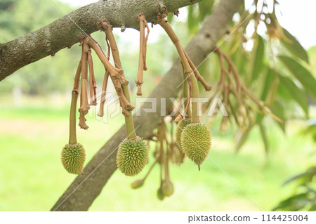 Young raw durian hanging on tree in organic farm 114425004
