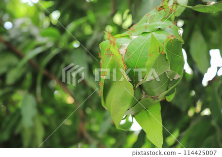Ant nest on tree in growing on leaf of insect living life 114425007