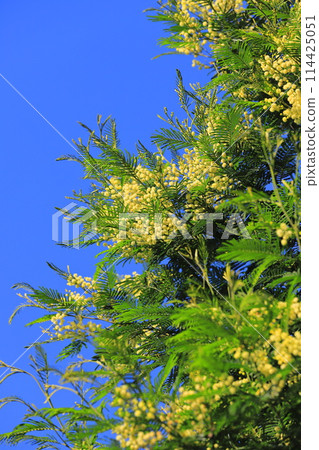 Acacia tree in full bloom 114425051