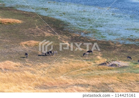Aerial shot of Zebras grazing in the Okavango Delta Aerial shot of Zebras grazing in the Okavango Delta 114425161