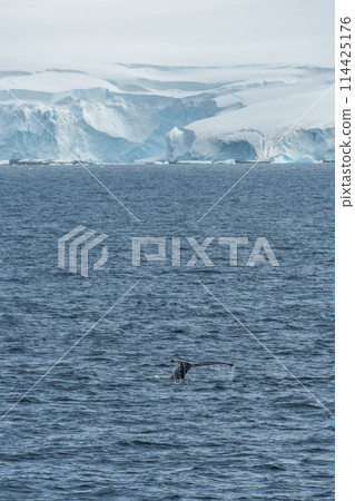 Diving whale in the antarctic Diving whale in the antarctic 114425176