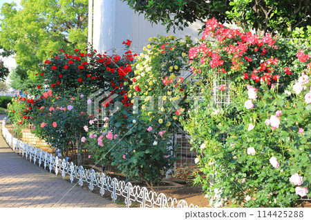 Adachi City Belmont Park: Roses in full bloom Adachi City Belmont Park: Roses in full bloom 114425288