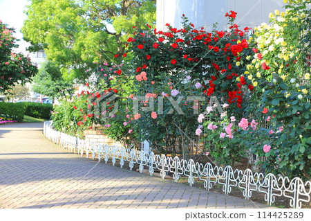 Adachi City Belmont Park: Roses in full bloom Adachi City Belmont Park: Roses in full bloom 114425289