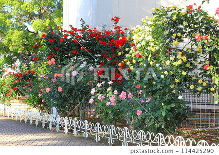 Adachi City Belmont Park: Roses in full bloom Adachi City Belmont Park: Roses in full bloom 114425290