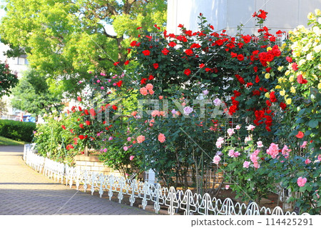 足立區貝爾蒙特公園玫瑰盛開 114425291