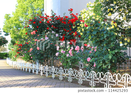 Adachi City Belmont Park: Roses in full bloom Adachi City Belmont Park: Roses in full bloom 114425293