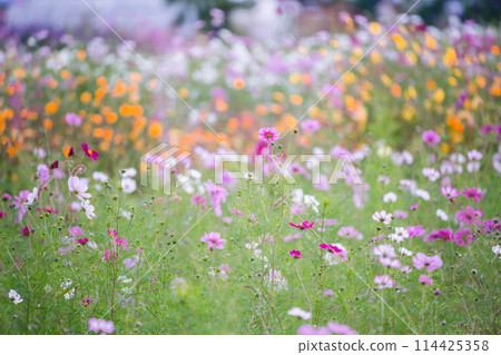 Autumn cherry blossoms taken at Cosmos Garden in Kameoka City, Kyoto Prefecture 114425358