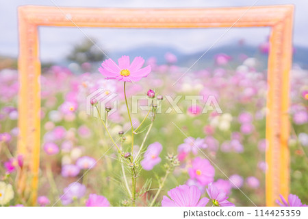 Autumn cherry blossoms taken at Cosmos Garden in Kameoka City, Kyoto Prefecture 114425359