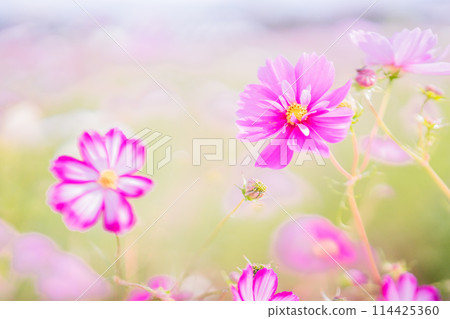 在京都府龜岡市的宇宙花園拍攝的秋季櫻花 114425360