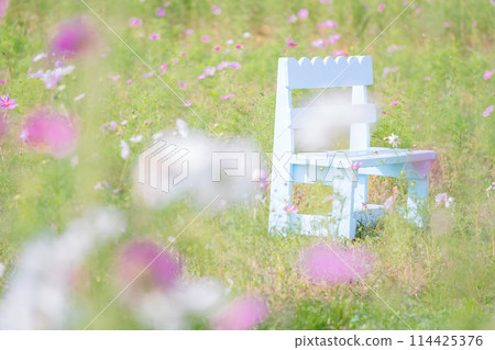 Autumn cherry blossoms taken at Cosmos Garden in Kameoka City, Kyoto Prefecture 114425376