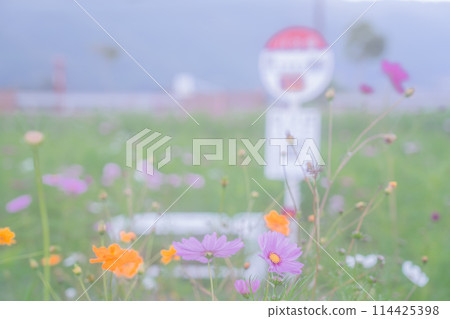 在京都府龜岡市的宇宙花園拍攝的秋季櫻花 在京都府龜岡市的宇宙花園拍攝的秋季櫻花 114425398