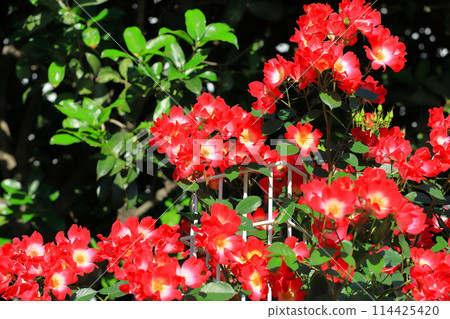 Rose in full bloom cocktail Rose in full bloom cocktail 114425420