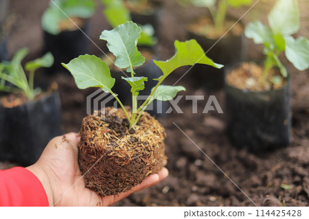 Young broccoli tree preparing for plant in farm on soil of local organic farming vegetable Young broccoli tree preparing for plant in farm on soil of local organic farming vegetable 114425428