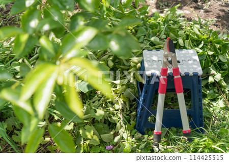 Pruning image: Stepping stool and pruning shears Pruning image: Stepping stool and pruning shears 114425515