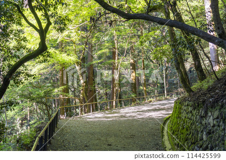 Fresh greenery in Kyoto - Kurama Temple, Tsujuku-ori approach 114425599