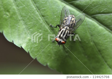 Close-up of flies on plant leaves Close-up of flies on plant leaves 114425708