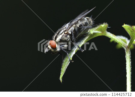 Close-up of flies on plant leaves Close-up of flies on plant leaves 114425712
