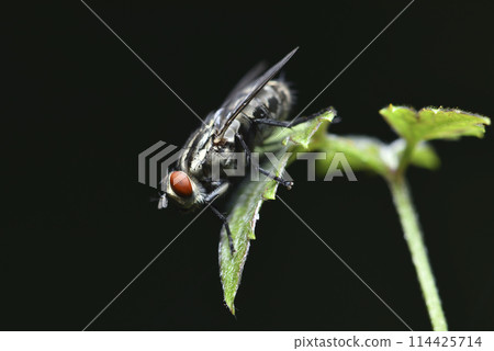Close-up of flies on plant leaves Close-up of flies on plant leaves 114425714