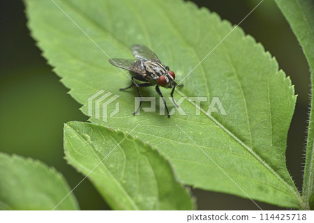 Close-up of flies on plant leaves 114425718