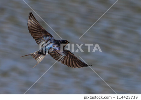 Swallows flying over the water Swallows flying over the water 114425739